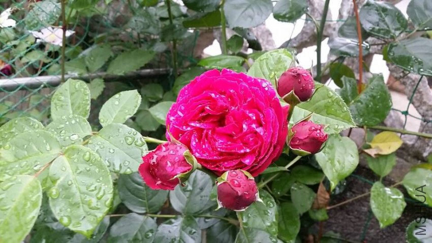 QQͼƬ20150509094905.jpg