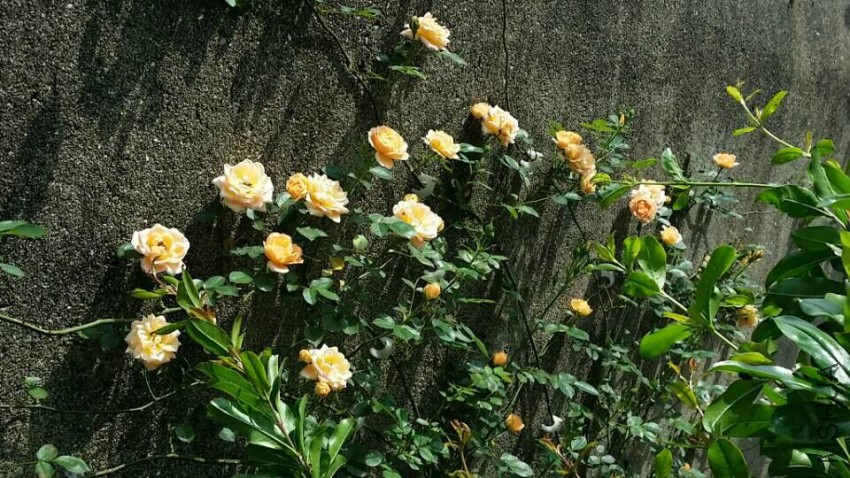 QQͼƬ20150509094935.jpg