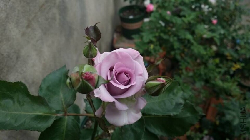 QQͼƬ20150509095742.jpg