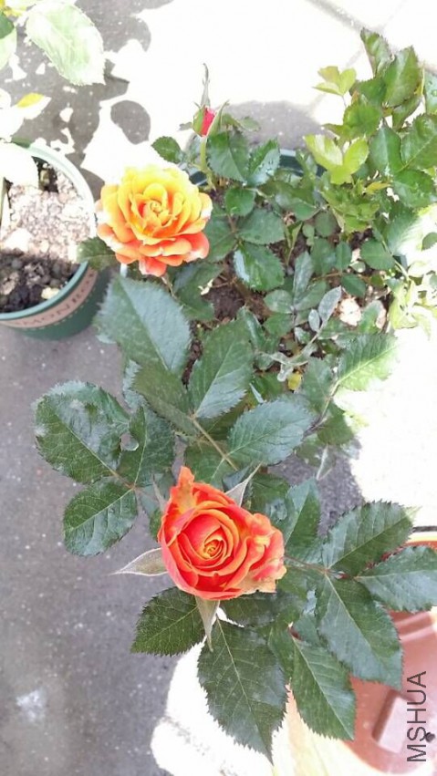 QQͼƬ20150509095725.jpg
