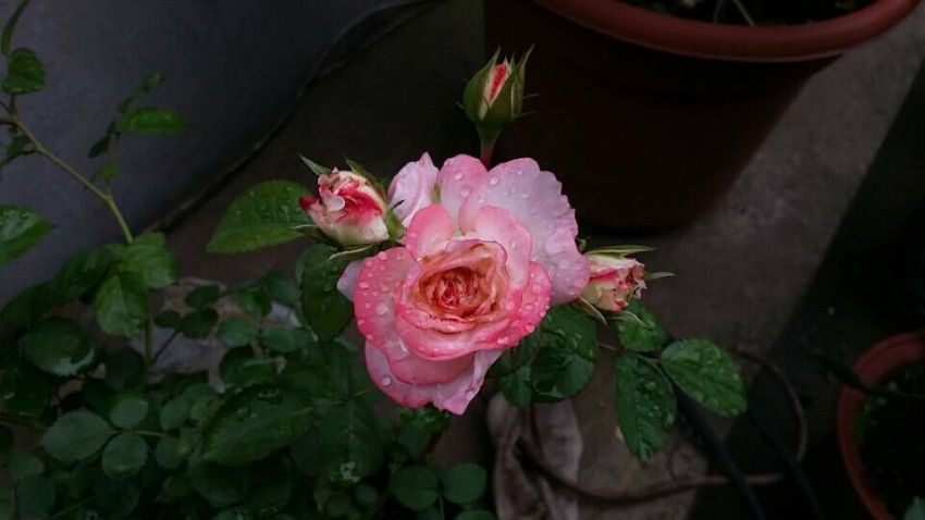 QQͼƬ20150509094916.jpg