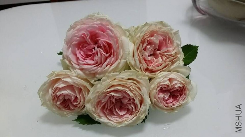 QQͼƬ20150509094932.jpg