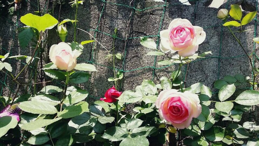 QQͼƬ20150509094926.jpg