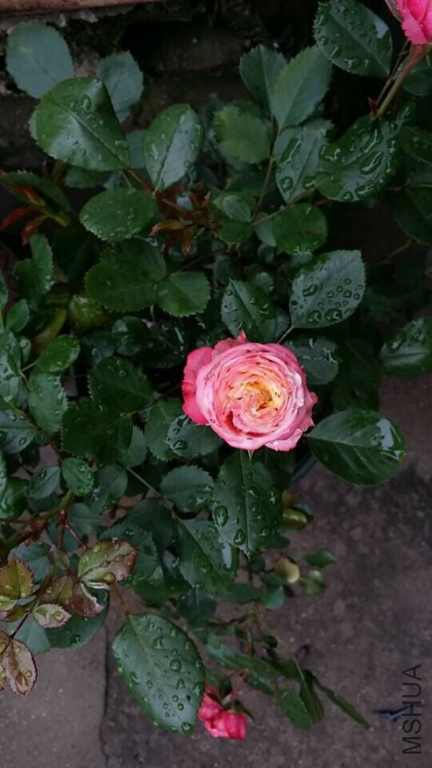 QQͼƬ20150509094919.jpg