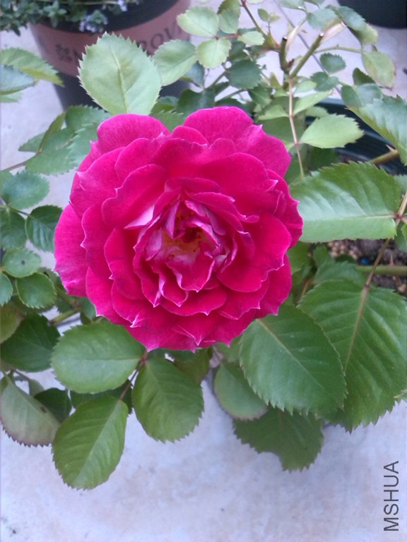 IMG_20150506_172636.jpg