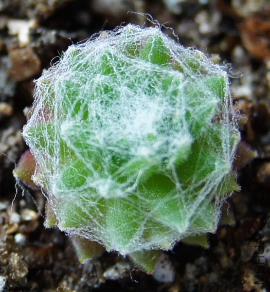 Sempervivum 'Ali'.JPG