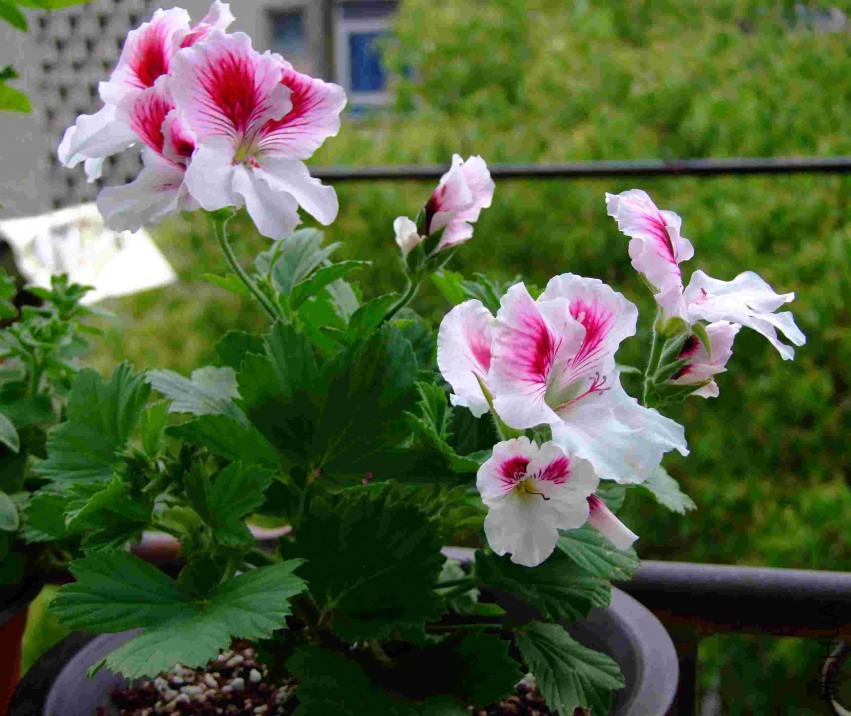 DSCF5731.jpg