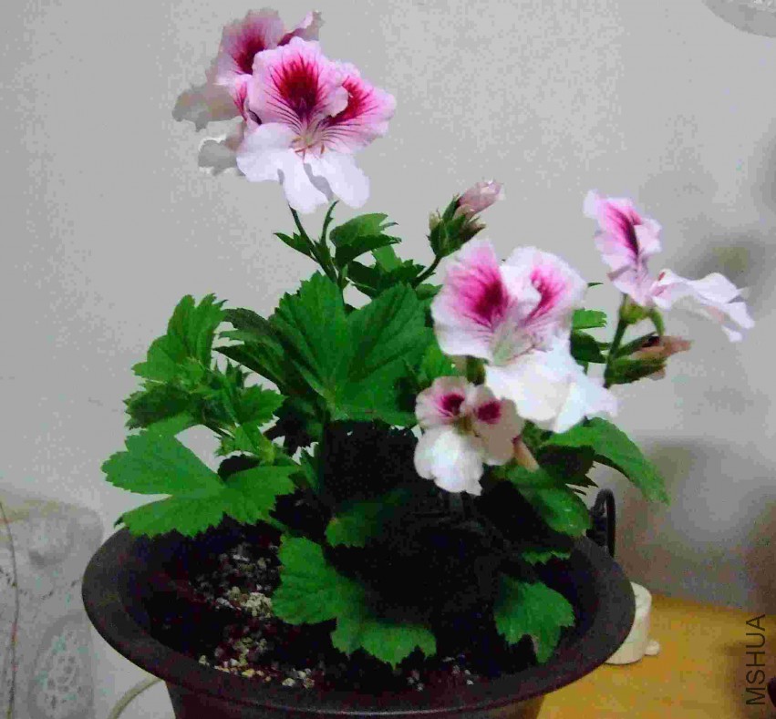DSCF5729.jpg
