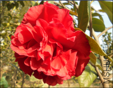 3�����޵�.png