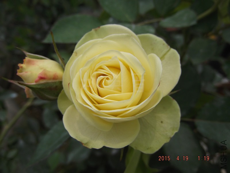 DSCF0995_����.jpg