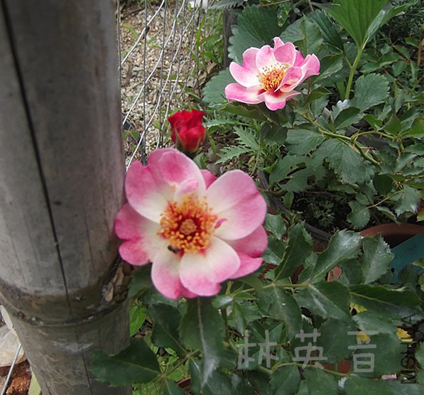 DSCF0958_����.jpg
