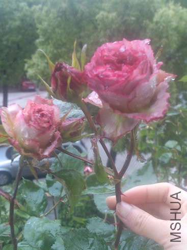 Ӣ�׽���