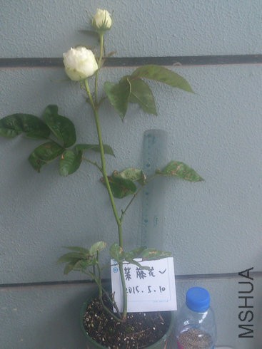 �ò� 1���� 60