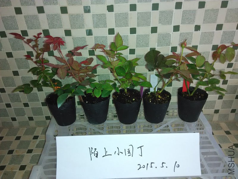 �濨�����ŷ�ɫ׷���İ���������.jpg