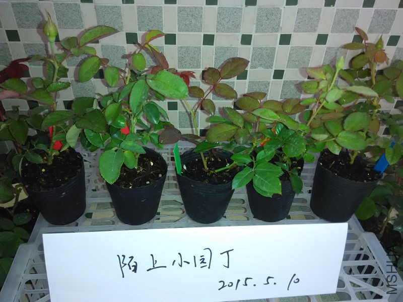 ��������ŵ��˹�췽ҹ̷��������.jpg