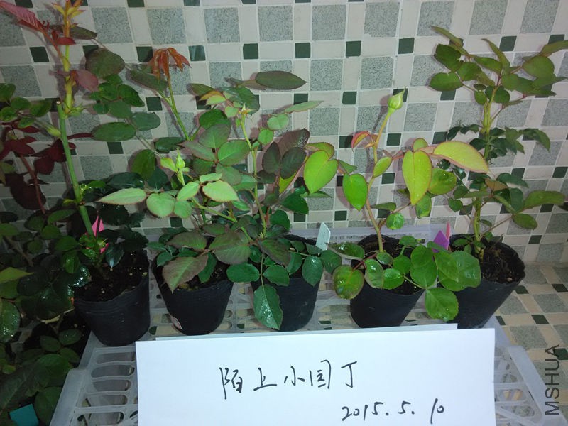 ��ɫ׷�仨���췽ҹ̷�����������.jpg