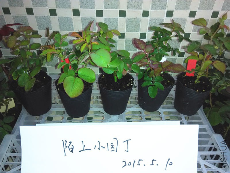 ���ع�������ȹ���������췽ҹ̷����.jpg