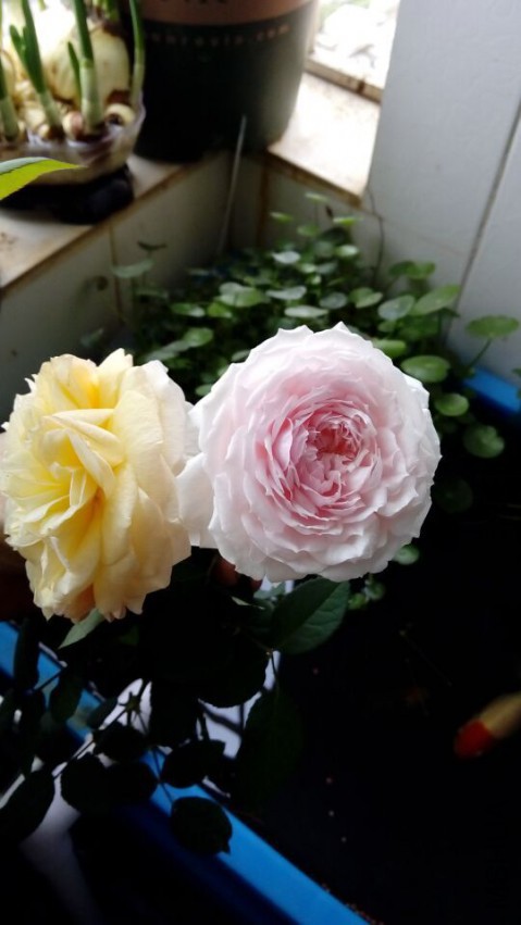 QQͼƬ20150510115816.jpg