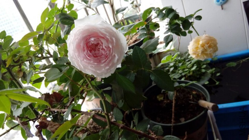 QQͼƬ20150510115813.jpg