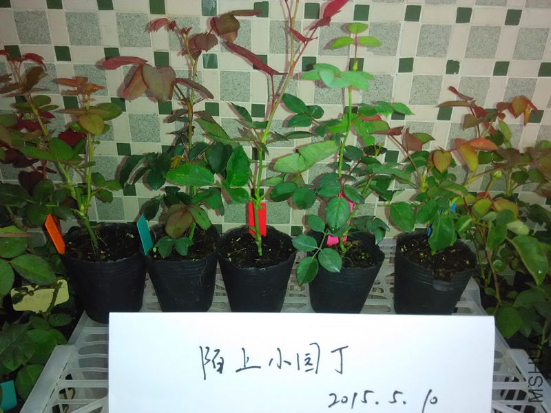 ޹�²ݻ���Ŧ�����ý��ɸй��ι⻷���.jpg