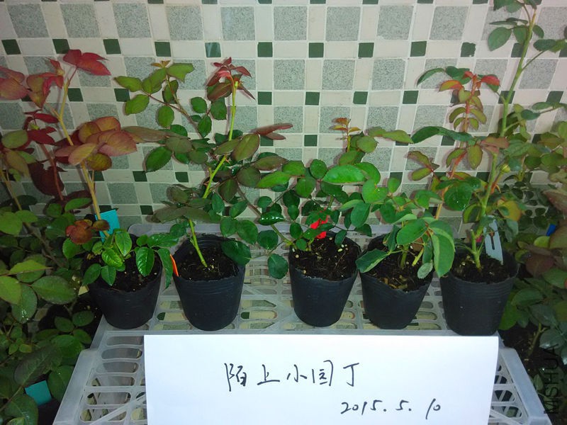 ޹��õ�廨�𰲵��һ���ȹ���Ů��.jpg