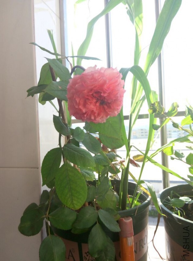 QQͼƬ20150510120401.jpg
