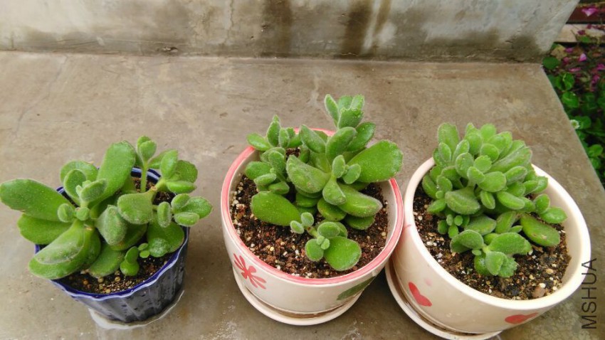 �������ֵ�