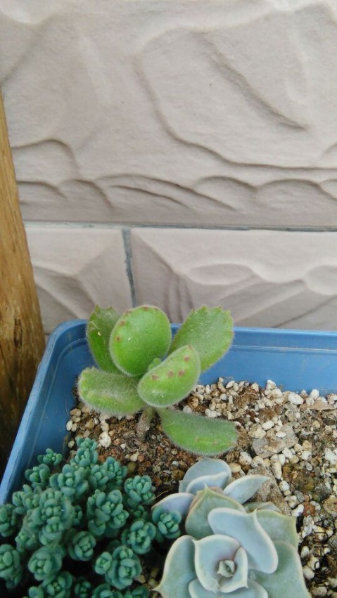 Ŷ�����ﻹ��һֻ