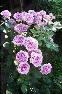 T1QSQMFtBeXXXXXXXX_!!0-item_pic.jpg_310x310.jpg