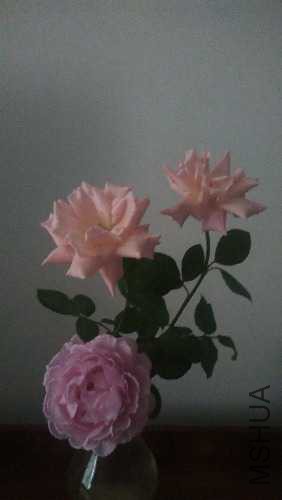 IMG_20150510_174317.jpg