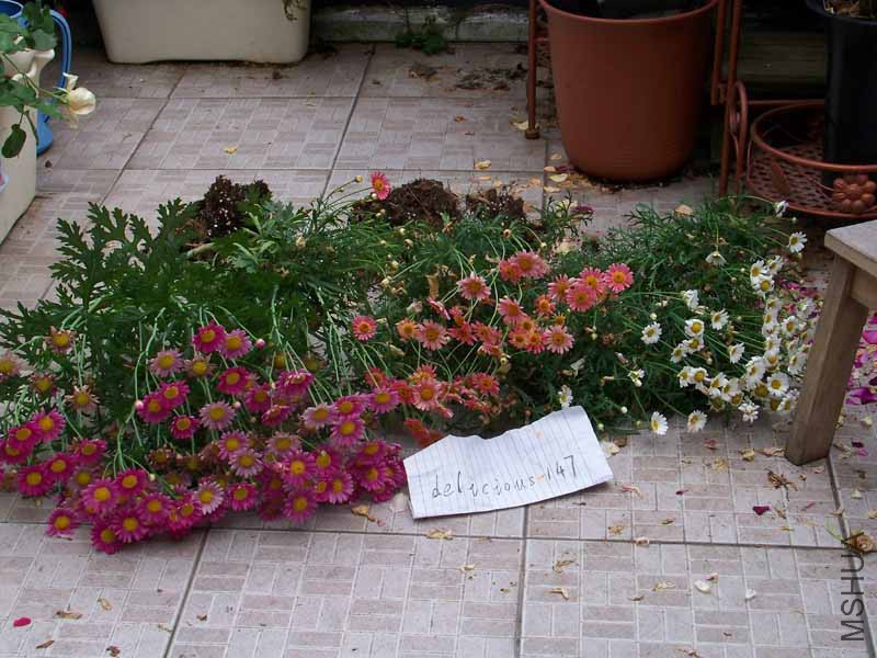 100_6687.jpg