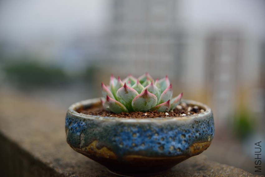 �������������ʢ��