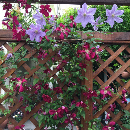 2015-05-11 064948.jpg