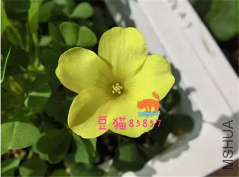 oxalis dentata����ӫ���.jpg