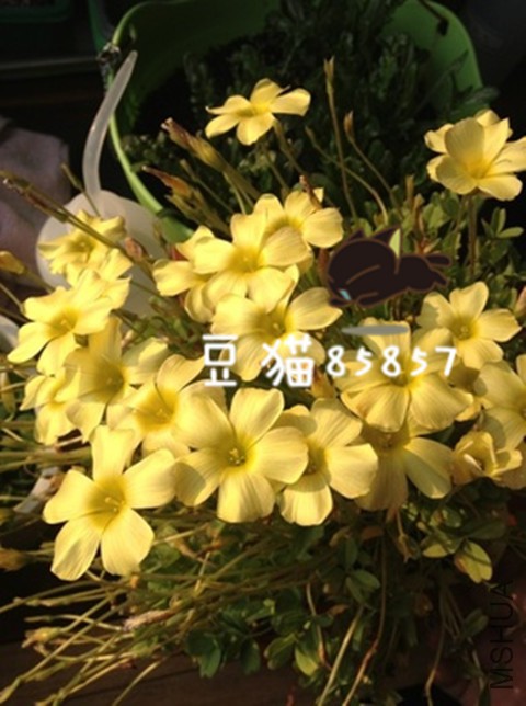 Oxalis obtusa high yellow���ƴ���_����.jpg