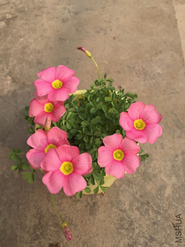 OB bright pink.jpg