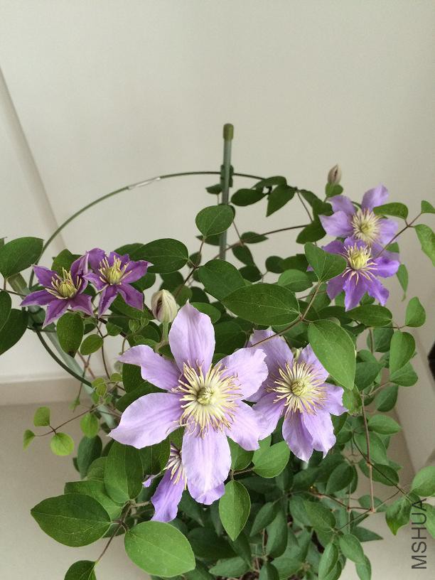 ��˹�� 2015.05.09.JPG
