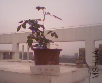 IMG4009A.jpg
