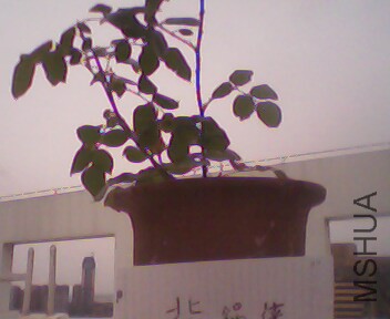 IMG4010A.jpg
