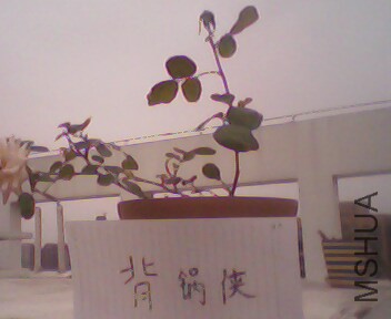 IMG4004A.jpg