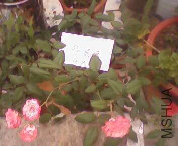 IMG4011A.jpg