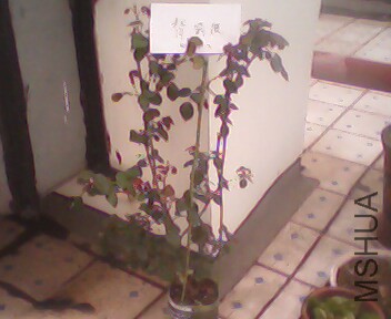 IMG4007A.jpg
