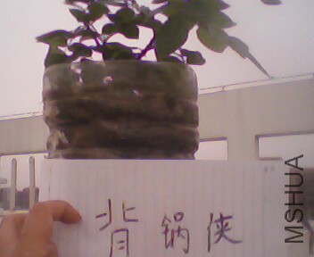 IMG4006A.jpg