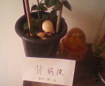 IMG4003A.jpg