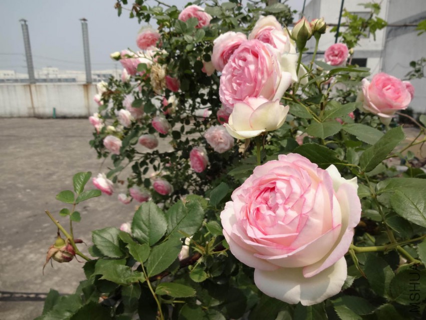 DSC04155.jpg