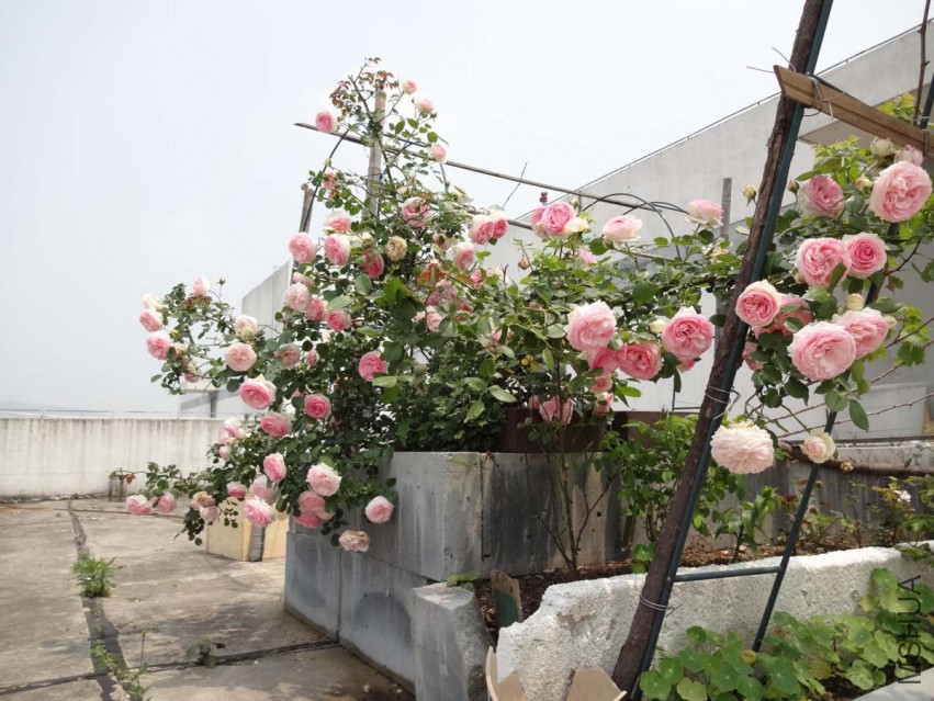DSC04157.jpg
