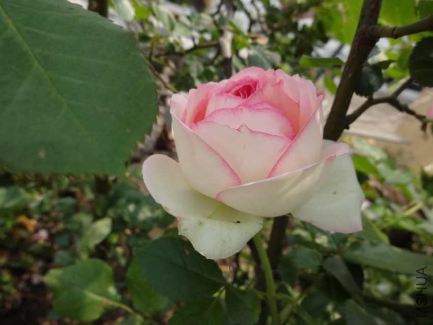 DSC04158.jpg