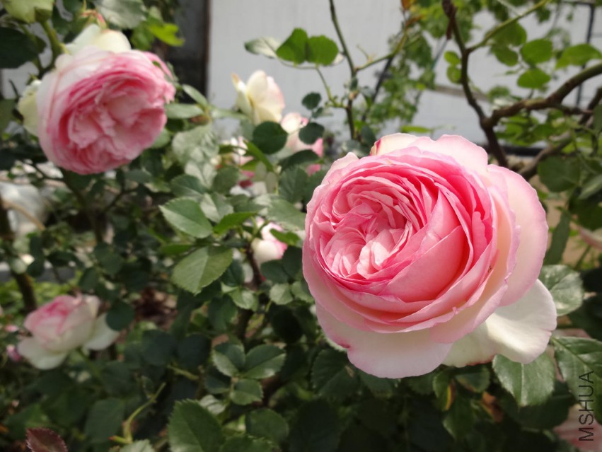 DSC04159.jpg