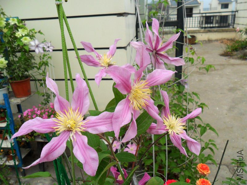 ���� 6757.jpg