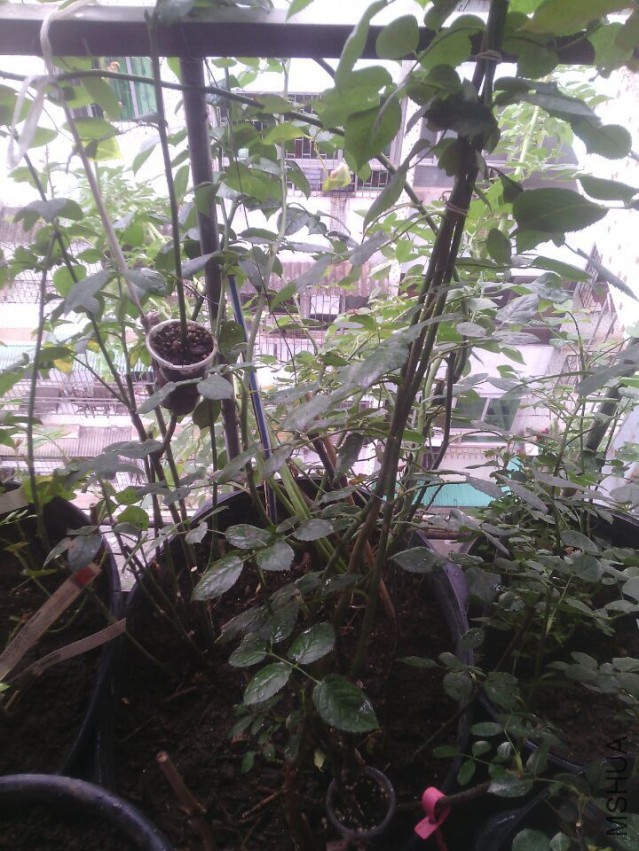 QQͼƬ20150511143341.jpg